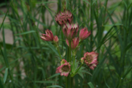 Astrantia major 'Roma'Zeeuws knoopje bestellen